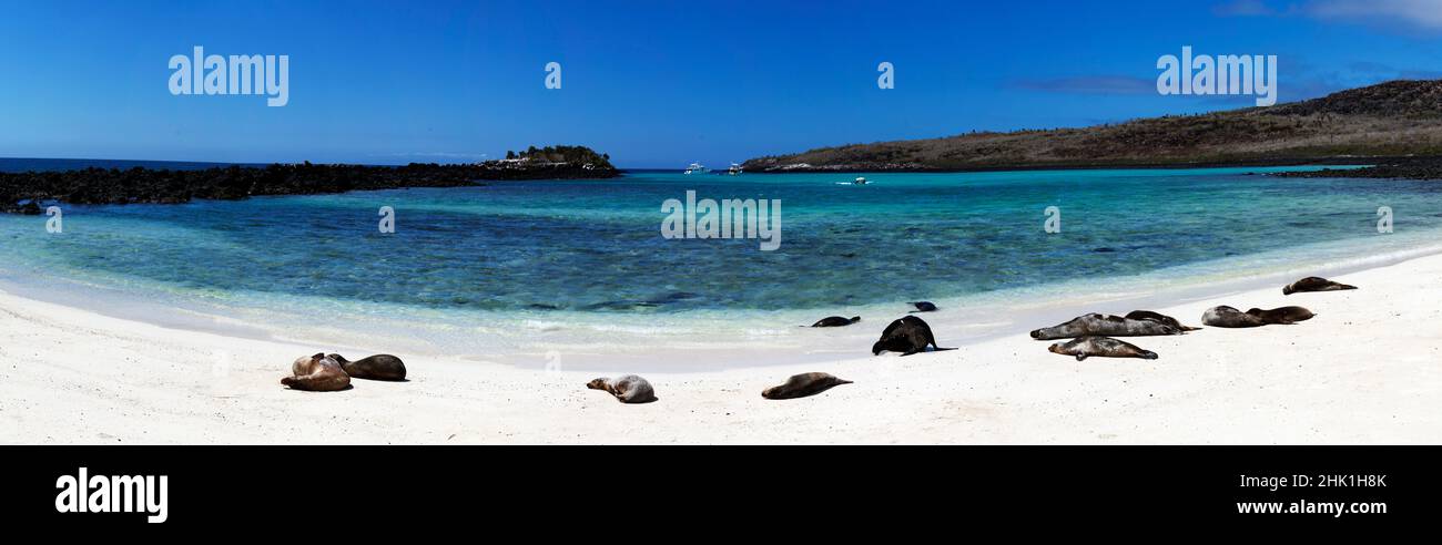Panorama delle foche di Galapagos (Arctophoca galapagoensis) che si stendono sulla spiaggia nelle isole Galapagos dell'Ecuador in Sud America. Foto Stock