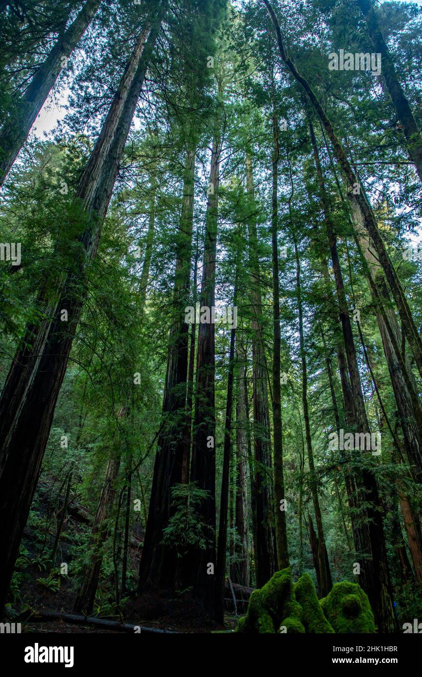 Armstrong Redwoods è un piccolo stand di sequoie appena a nord di Guerneville, California. Foto Stock