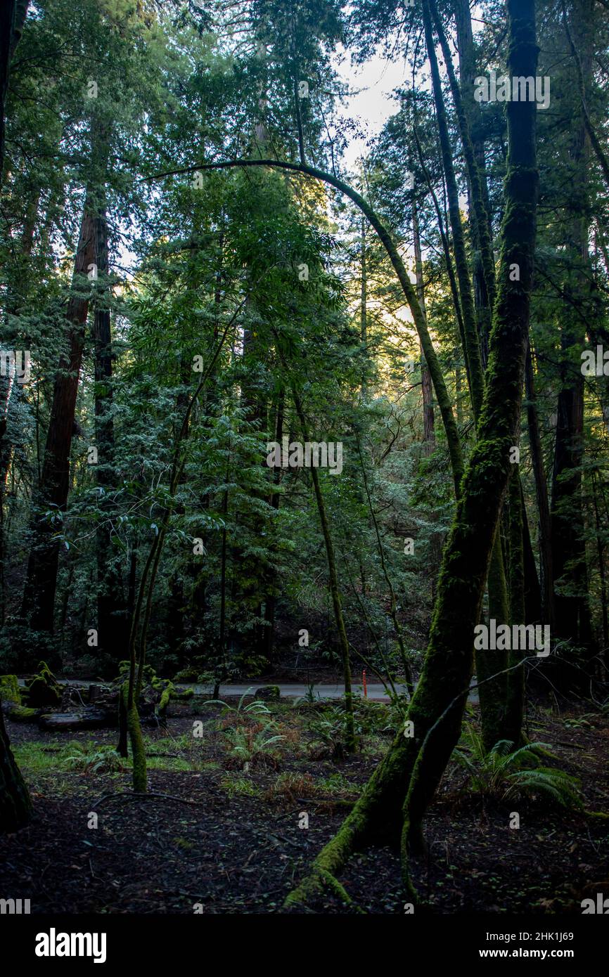 Armstrong Redwoods è un piccolo stand di sequoie appena a nord di Guerneville, California. Foto Stock