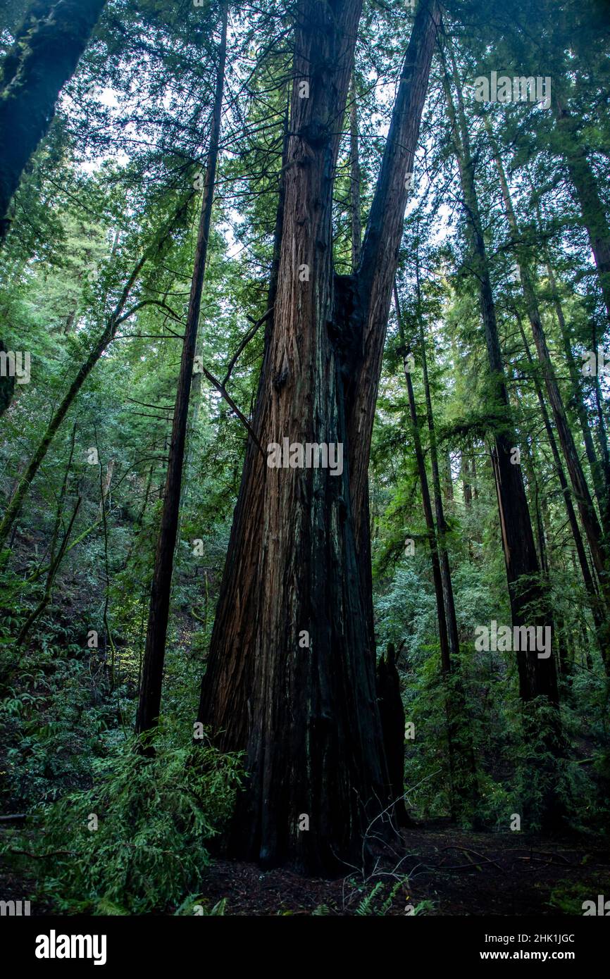 Armstrong Redwoods è un piccolo stand di sequoie appena a nord di Guerneville, California. Foto Stock