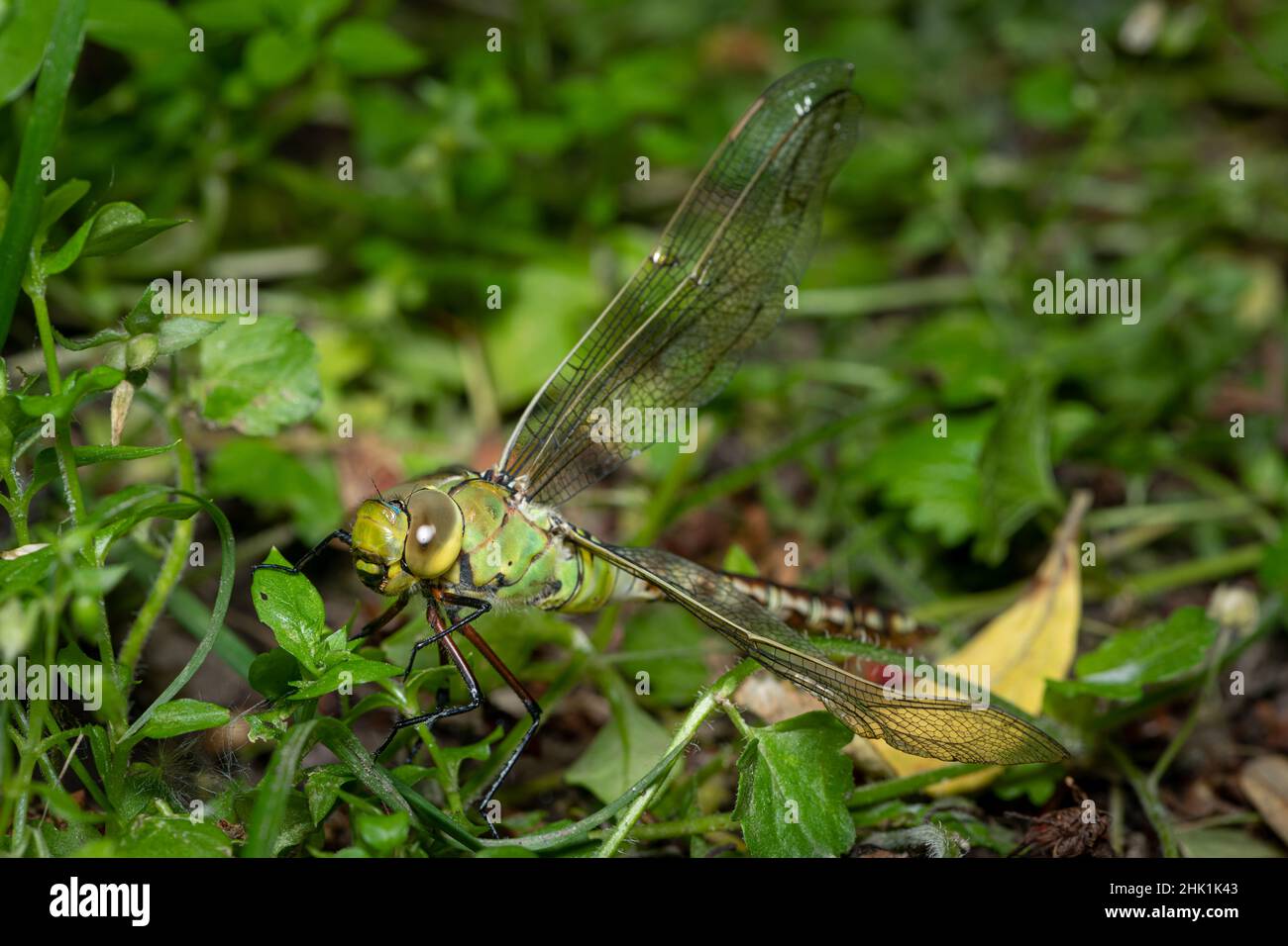 Un imperatore libellula (Anax imperator) che riposa nel prato Foto Stock