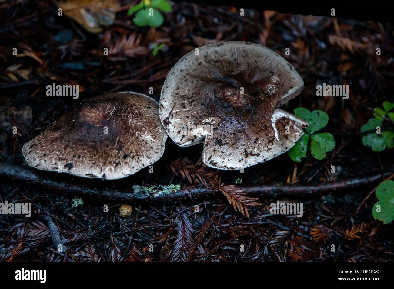 Armstrong Redwoods è un piccolo stand di sequoie appena a nord di Guerneville, California. Foto Stock