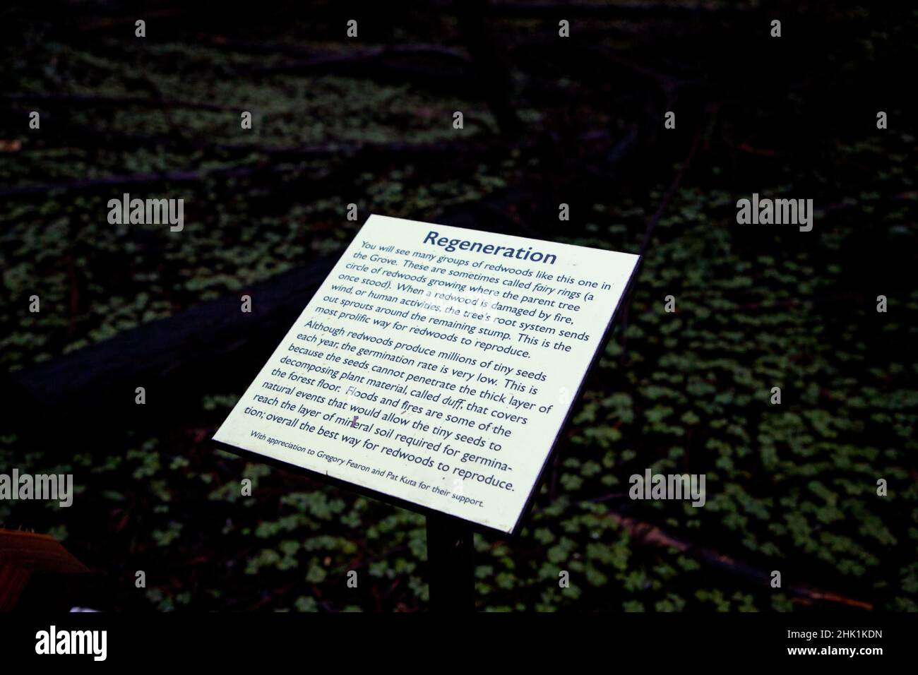 Armstrong Redwoods è un piccolo stand di sequoie appena a nord di Guerneville, California. Foto Stock