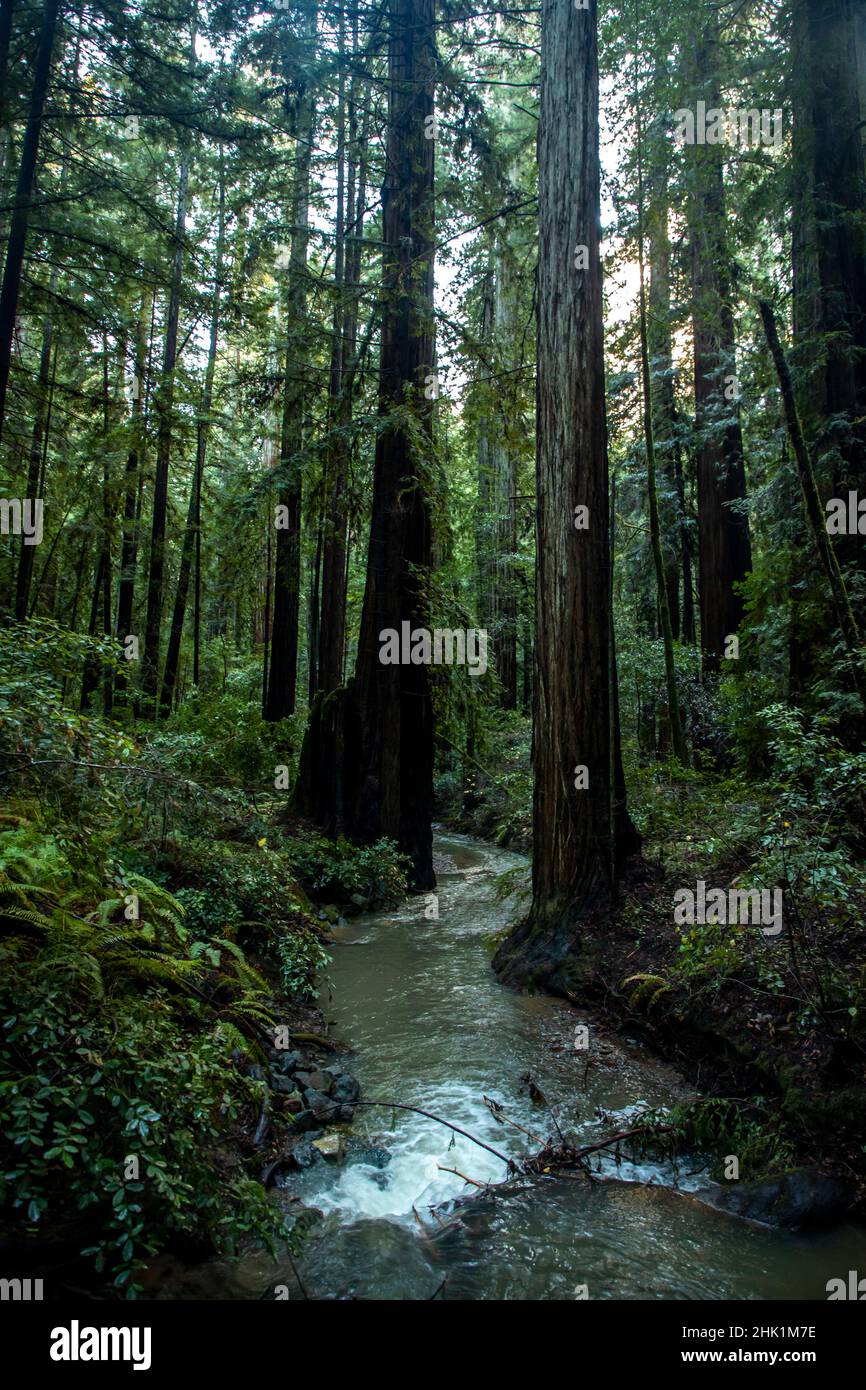 Armstrong Redwoods è un piccolo stand di sequoie appena a nord di Guerneville, California. Foto Stock