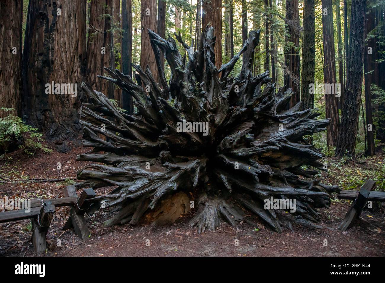 Armstrong Redwoods è un piccolo stand di sequoie appena a nord di Guerneville, California. Foto Stock