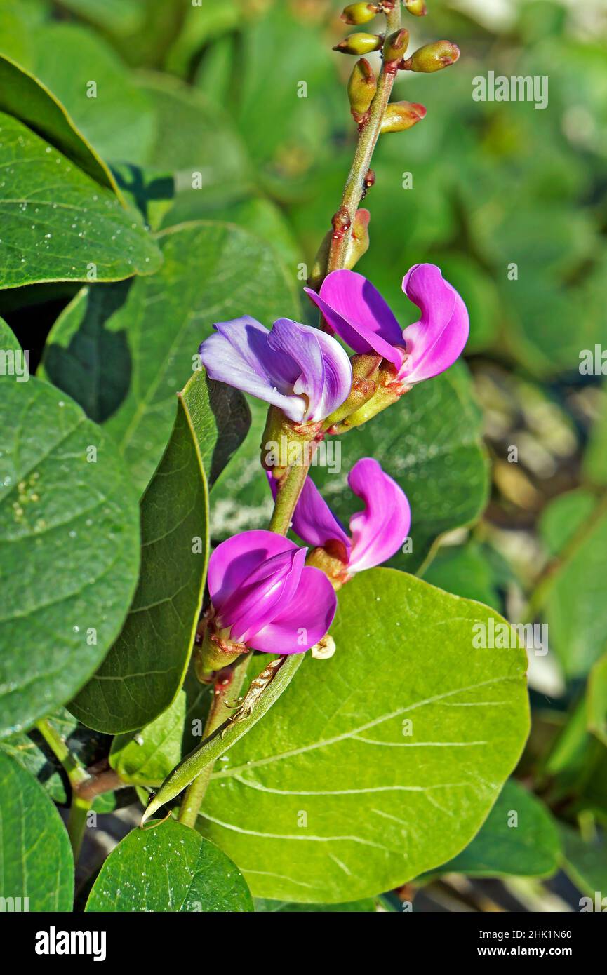 Fiori di fagioli (Carnavalia rosea) Foto Stock