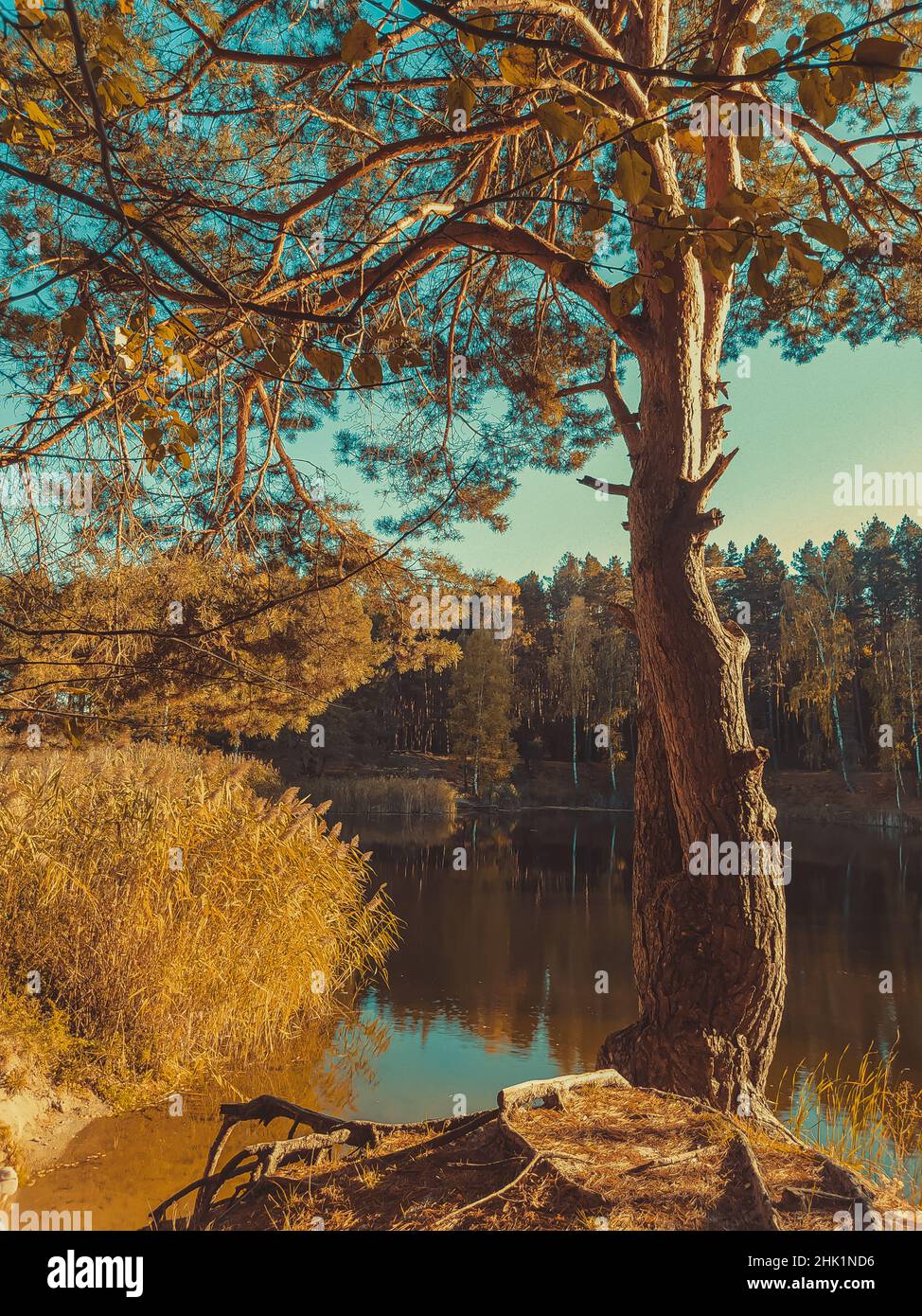 grande pino sullo sfondo di un lago nella foresta in autunno Foto Stock