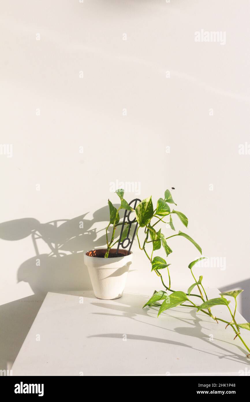 all'interno della pianta di edera del diavolo in vaso bianco con ombra solare Foto Stock