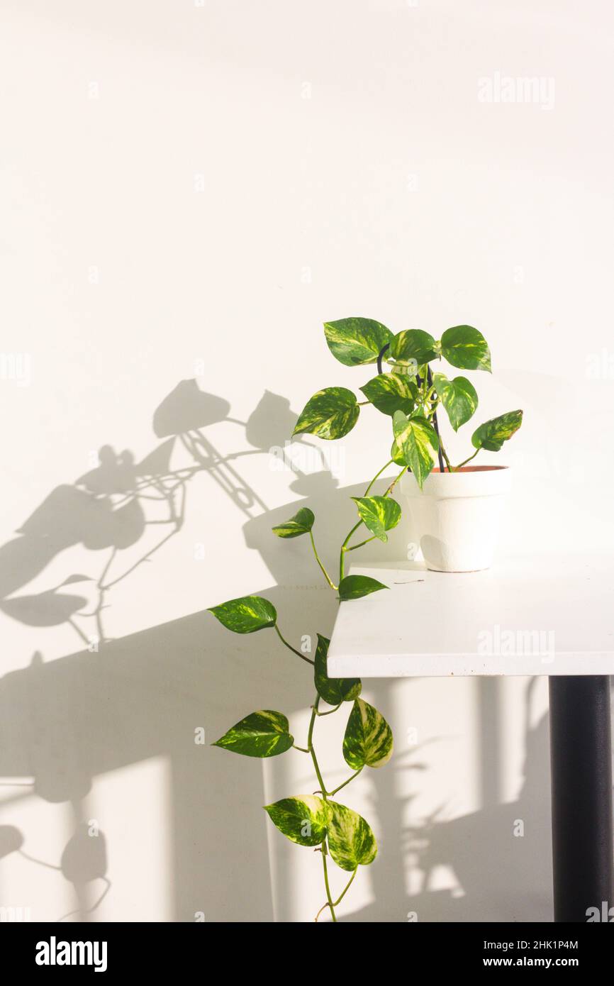 all'interno della pianta di edera del diavolo in vaso bianco con ombra solare Foto Stock