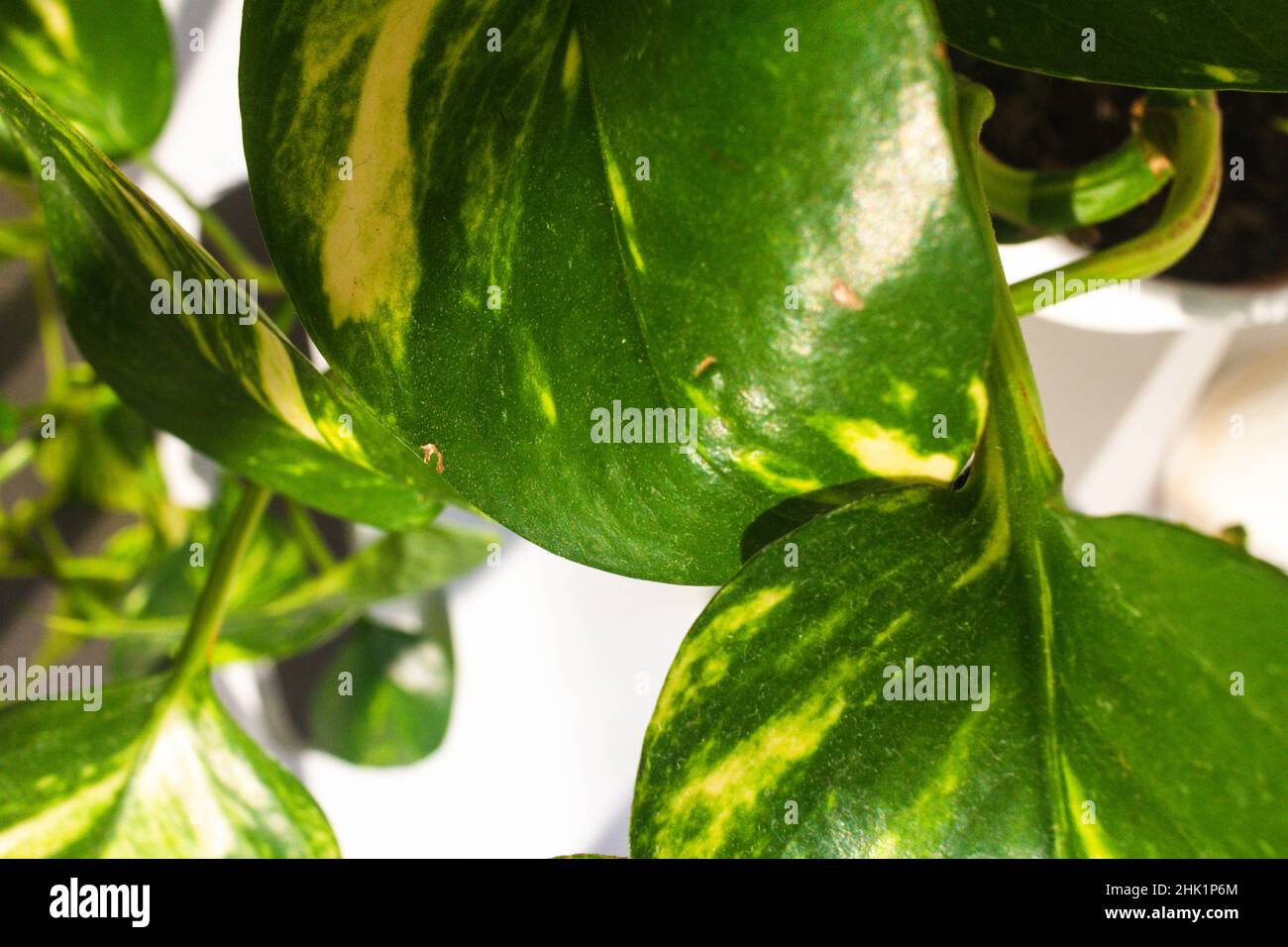 primo piano le foglie di edera del diavolo in pentola bianca con sfondo bianco Foto Stock