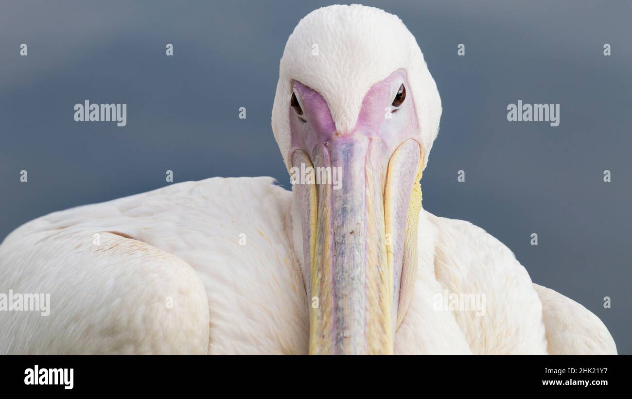 White Pelican, FOTA Wildlife Park, Cork, Irlanda Foto Stock