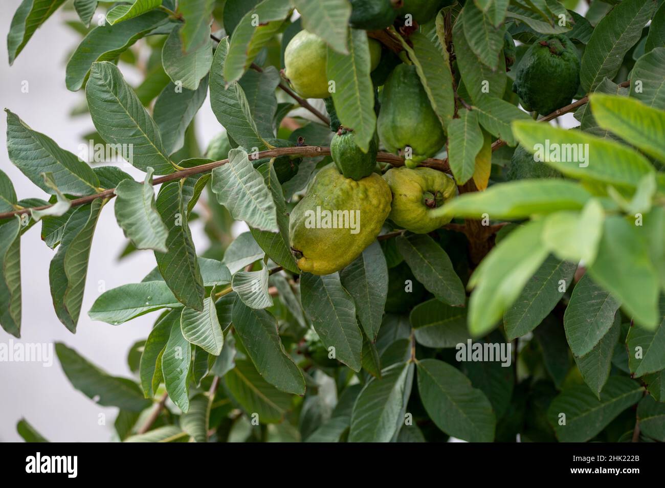 Verde e rosa maturi da frutti aromatici interni di mela guava pianta pronta per la raccolta Foto Stock