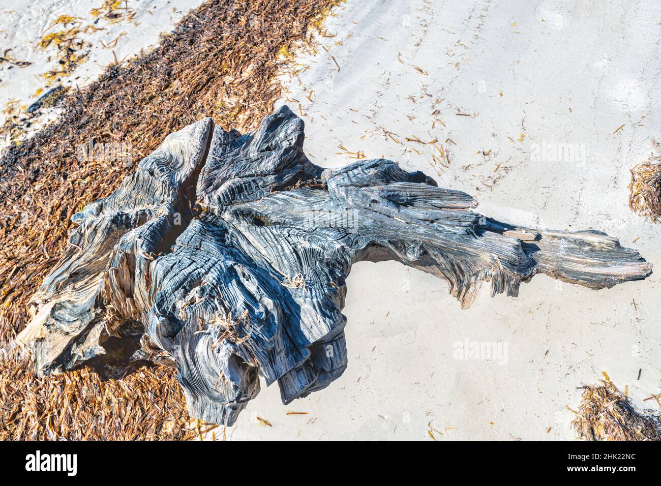 Driftwood e alghe marine su spiaggia di sabbia bianca Foto Stock