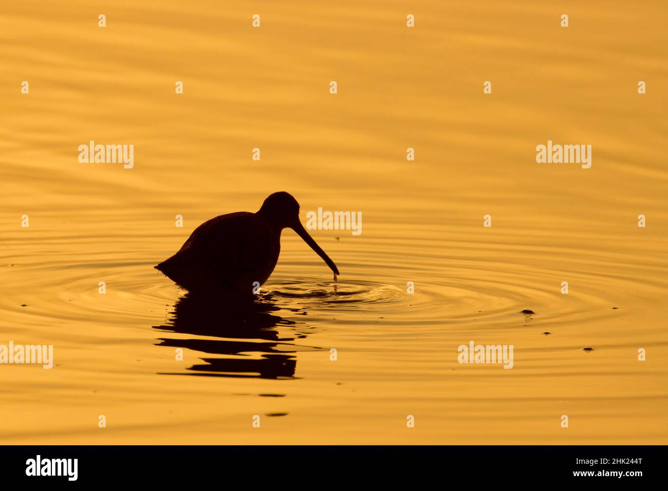 Dowitcher silhouette, Merced National Wildlife Refuge, California Foto Stock