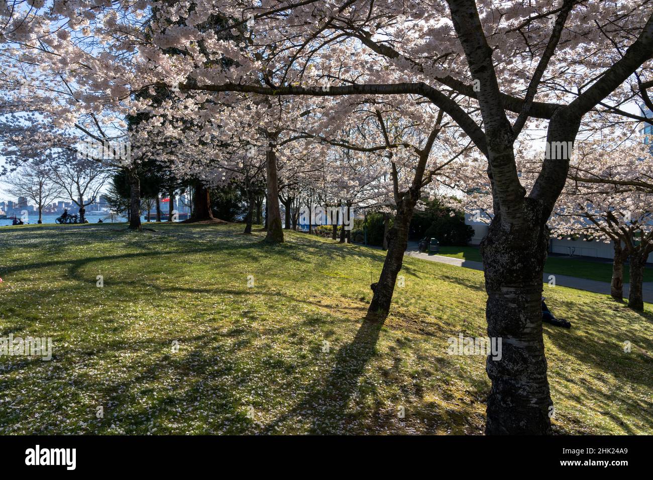 Waterfront Park in primavera stagione. Fiori di ciliegio in piena fioritura. North Vancouver, British Columbia, Canada. Foto Stock