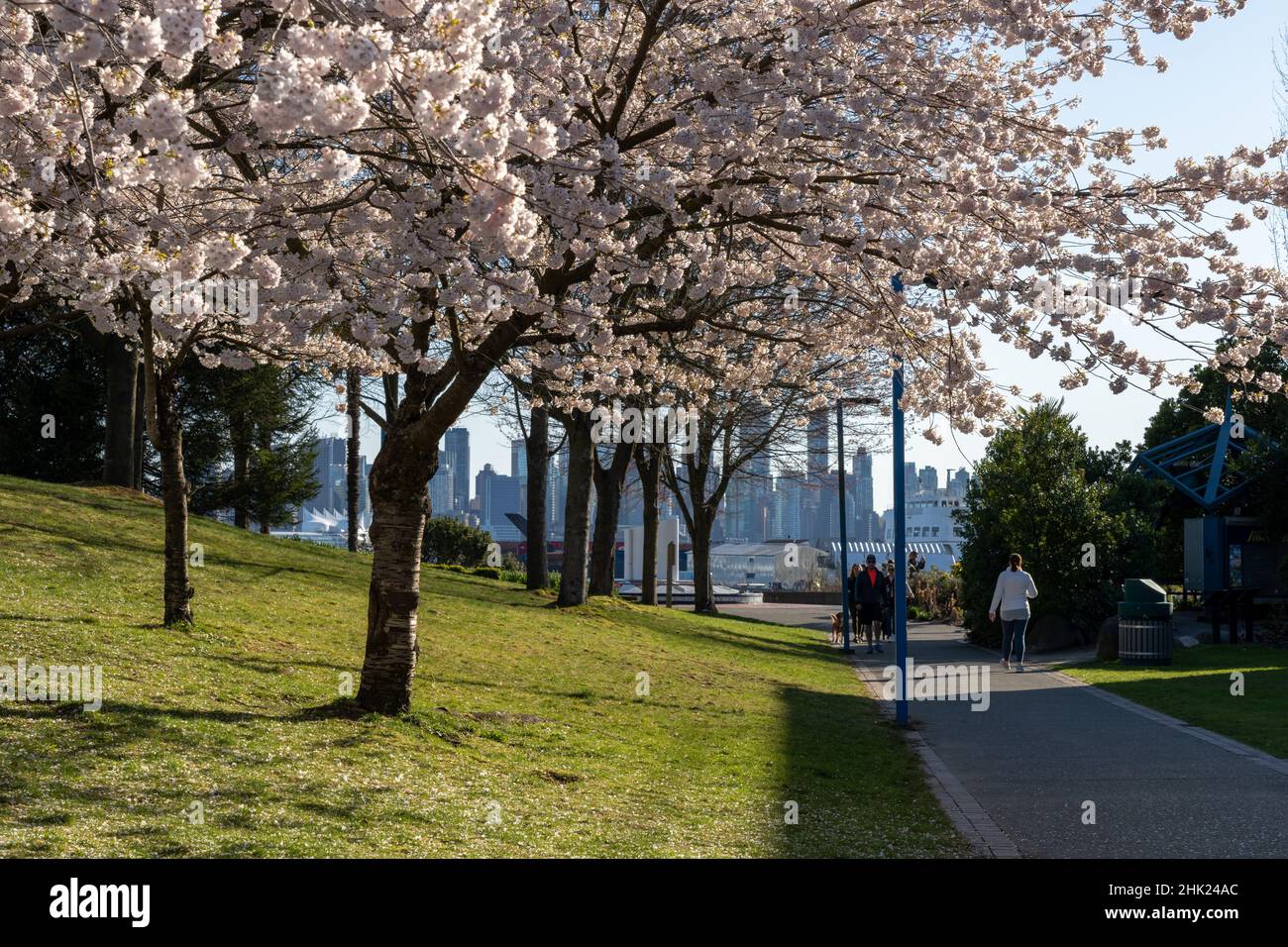Waterfront Park in primavera stagione. Fiori di ciliegio in piena fioritura. North Vancouver, British Columbia, Canada. Foto Stock
