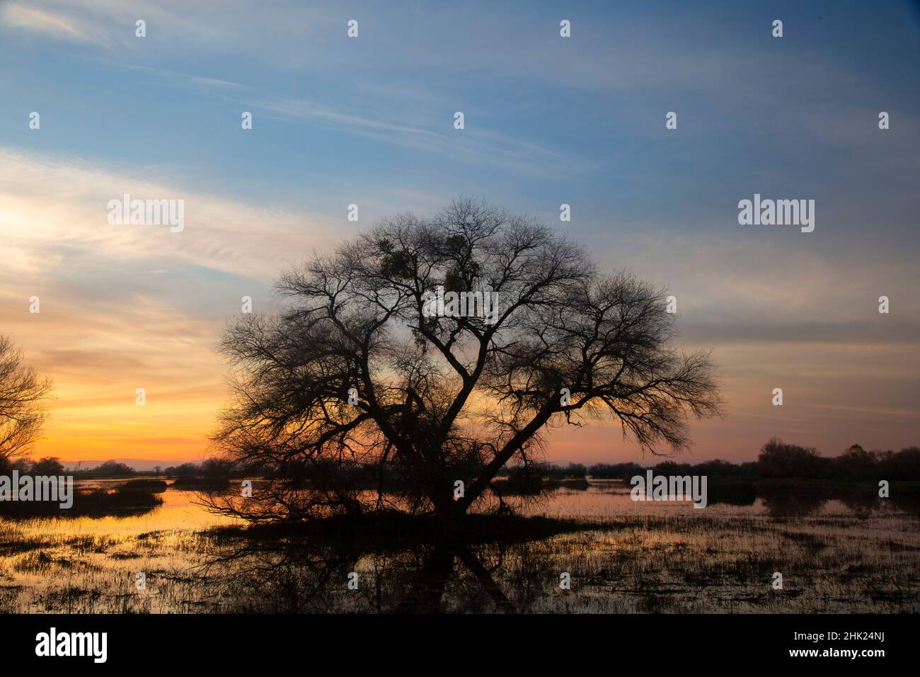 Crepuscolo dell'albero delle paludi, San Luis National Wildlife Refuge, California Foto Stock