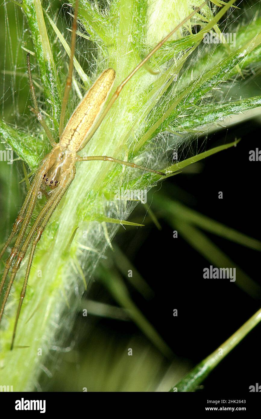 Ragno d'erba codato (Argiope protensa) su scotch thistle Foto Stock
