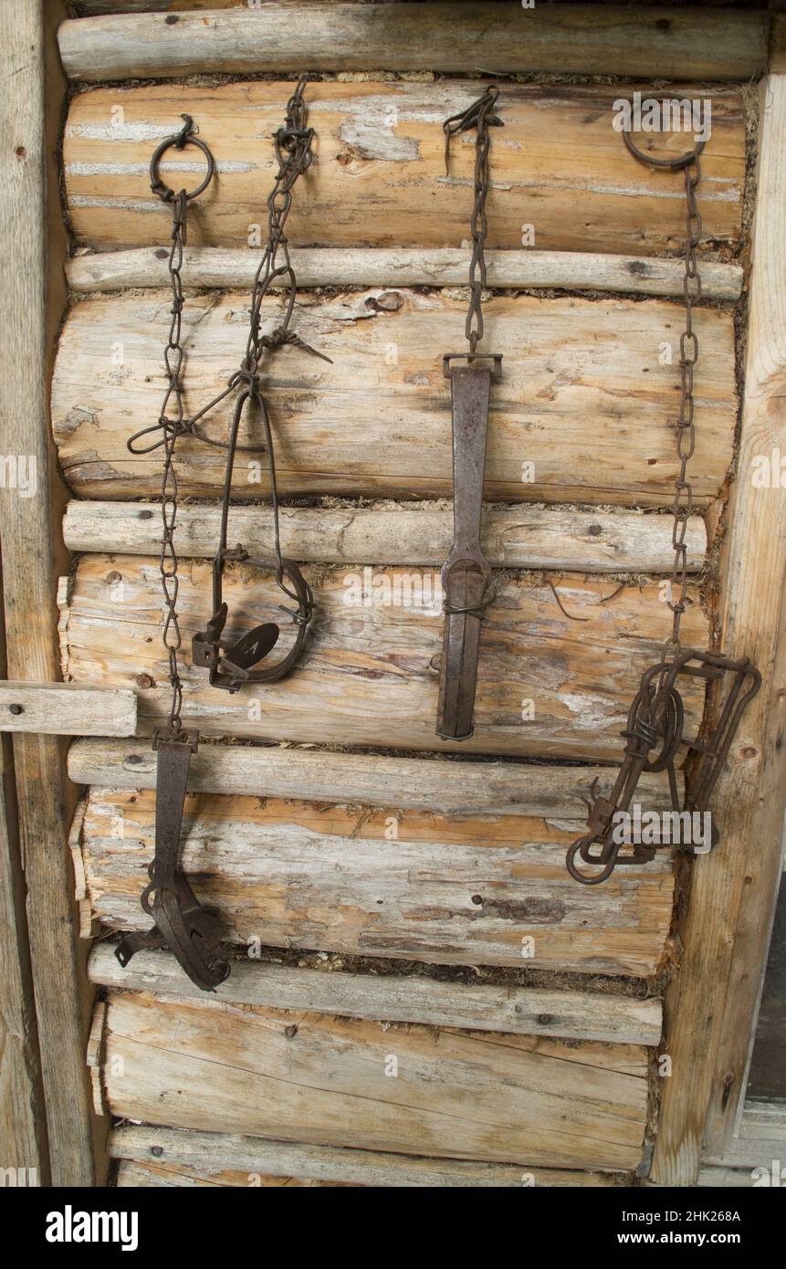 Primo piano di diversi tipi di vecchie trappole animali appese alla parete di legno di una cabina Foto Stock