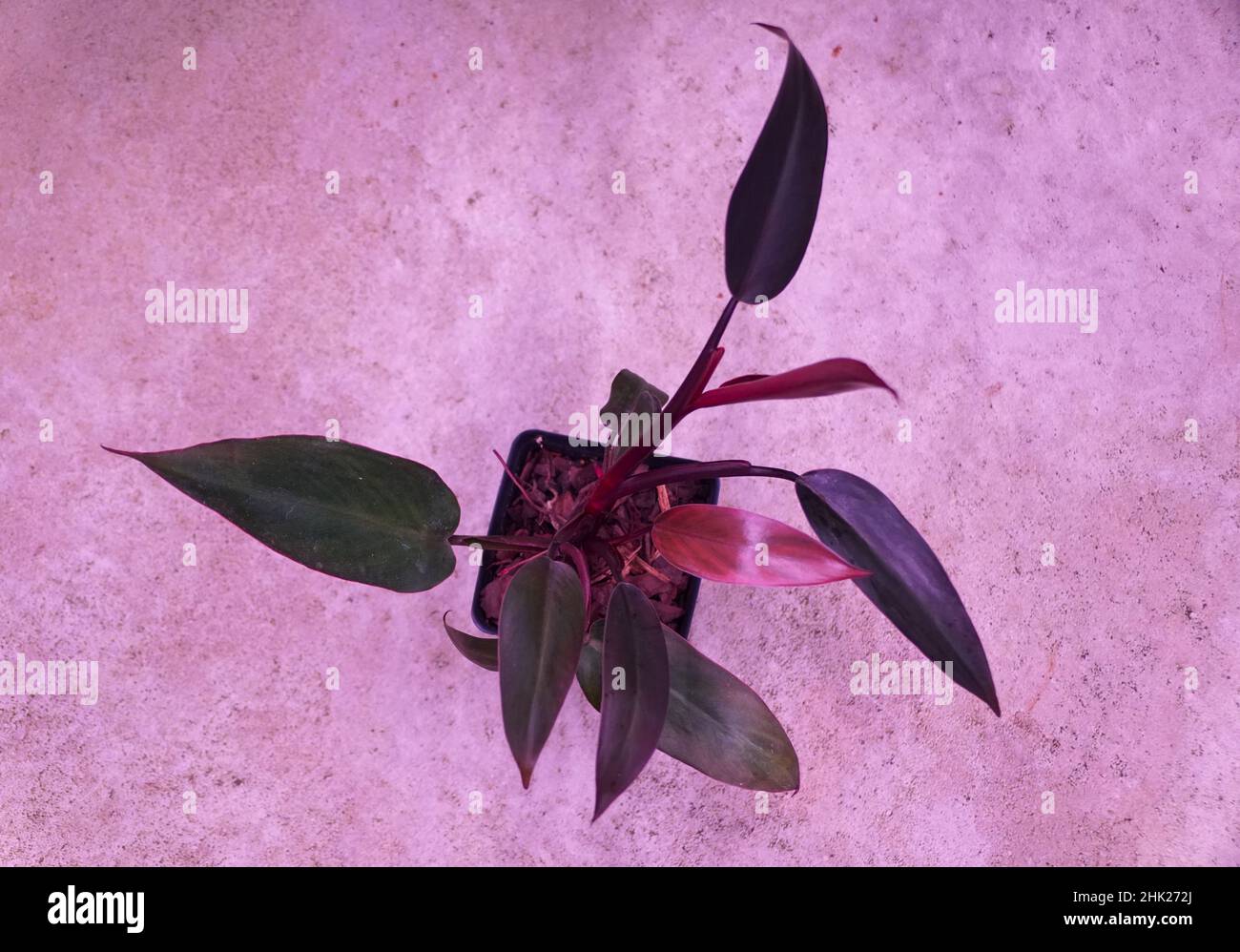 Colore scuro e foglie strette di Philodendron Bloody Mary, una popolare casalinga Foto Stock