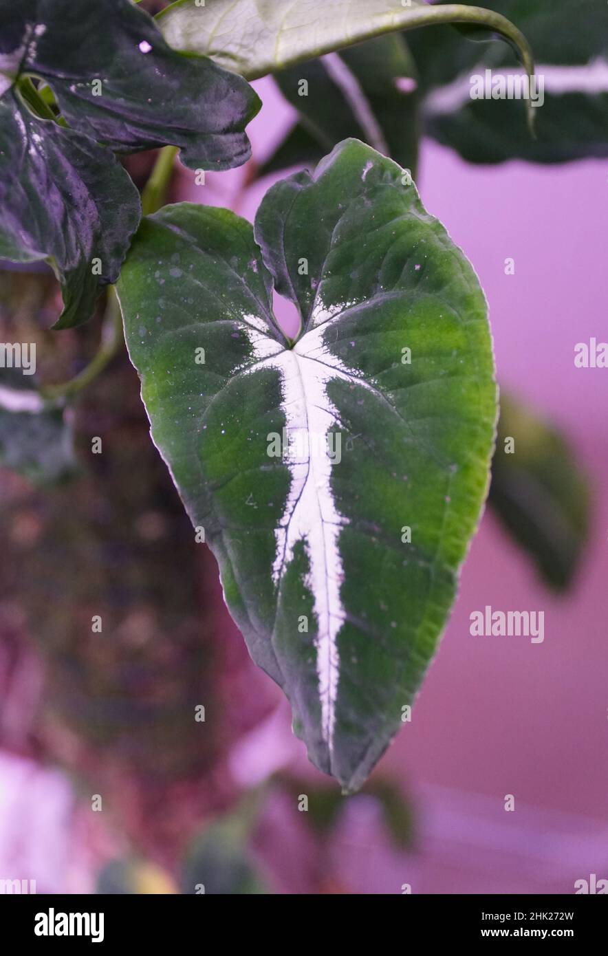 Belle foglie venose verdi e bianche di Syngonium Wendlandii Foto Stock