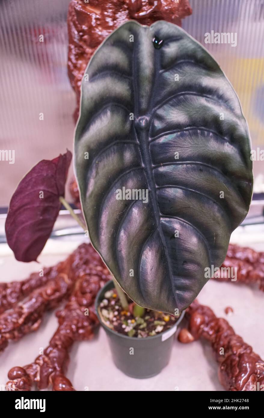 Una bella foglia di Alocasia Cuprea a coste e lucenti Foto Stock