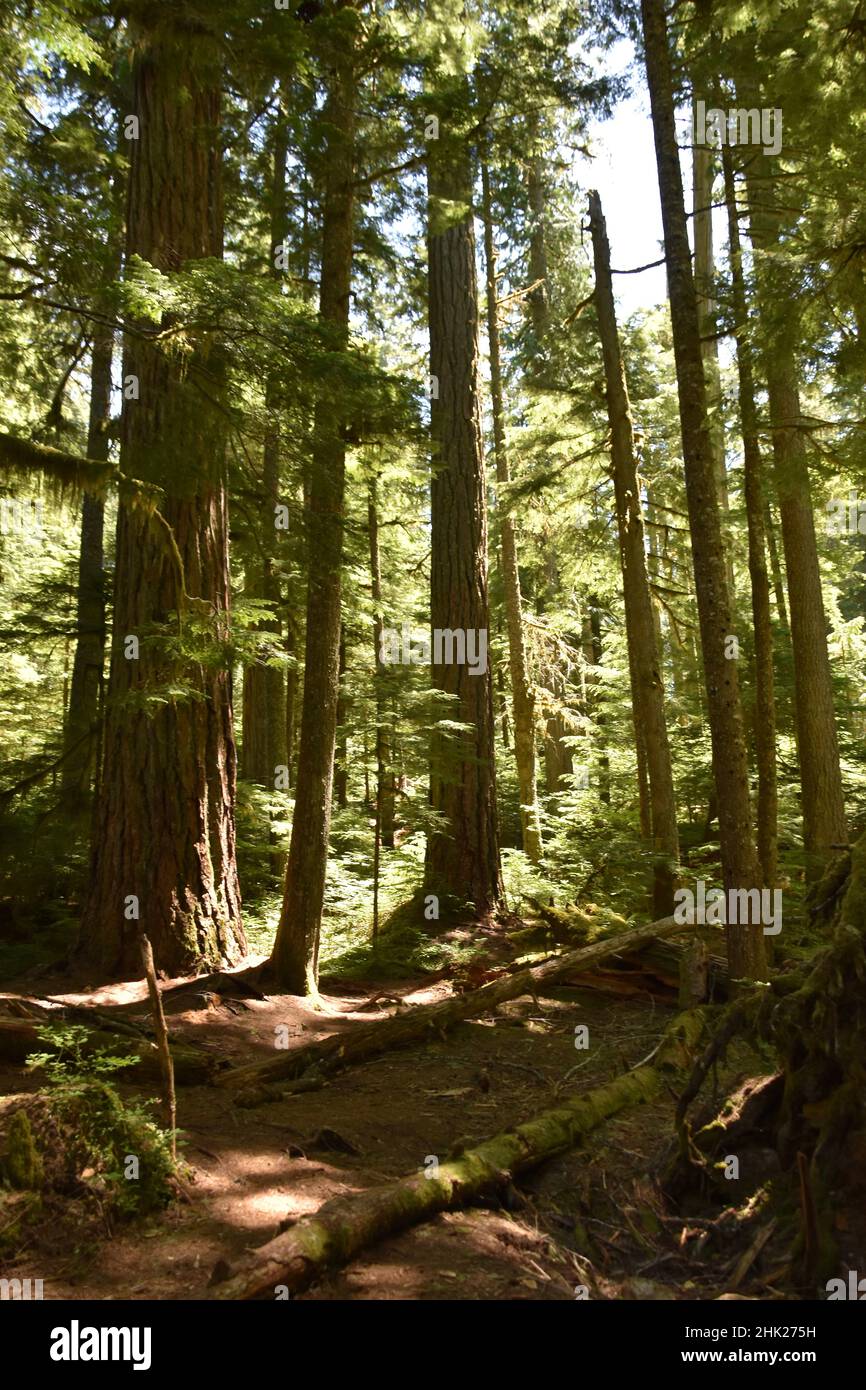 Il Parco Nazionale del Monte Rainier, nello Stato di Washington, USA Foto Stock