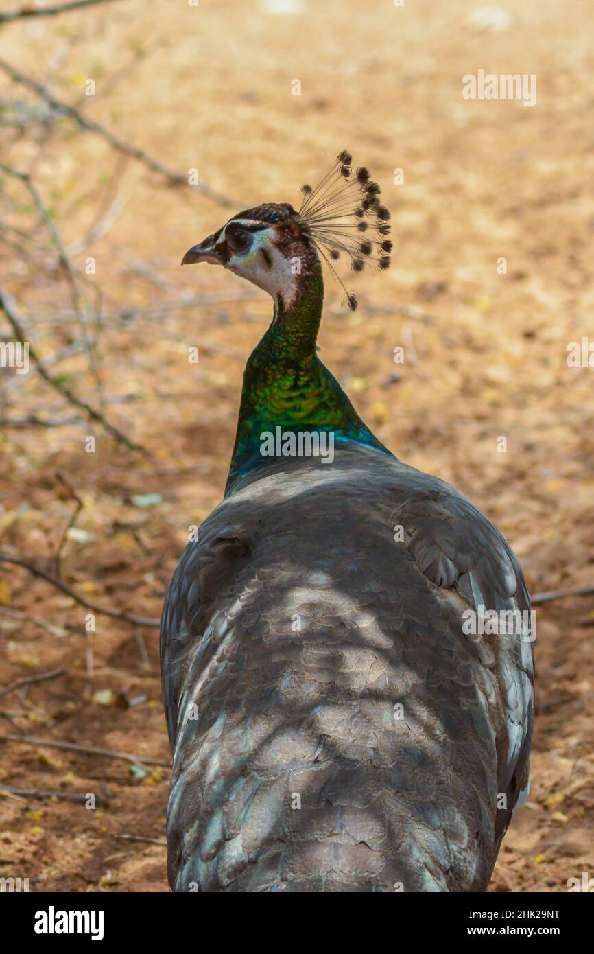 Bella Paehen isolato con sfondo sfocato Foto Stock