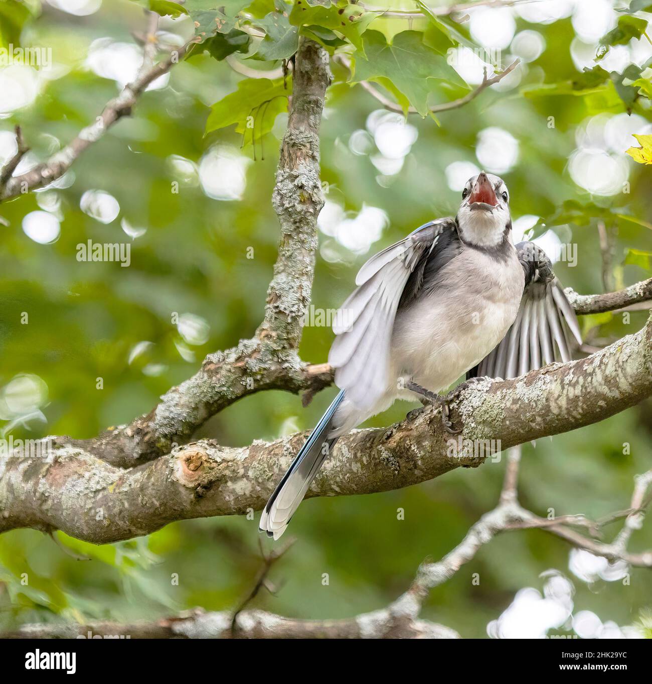 North American Blue Jay ( Cyanocitta Cristata ) Foto Stock
