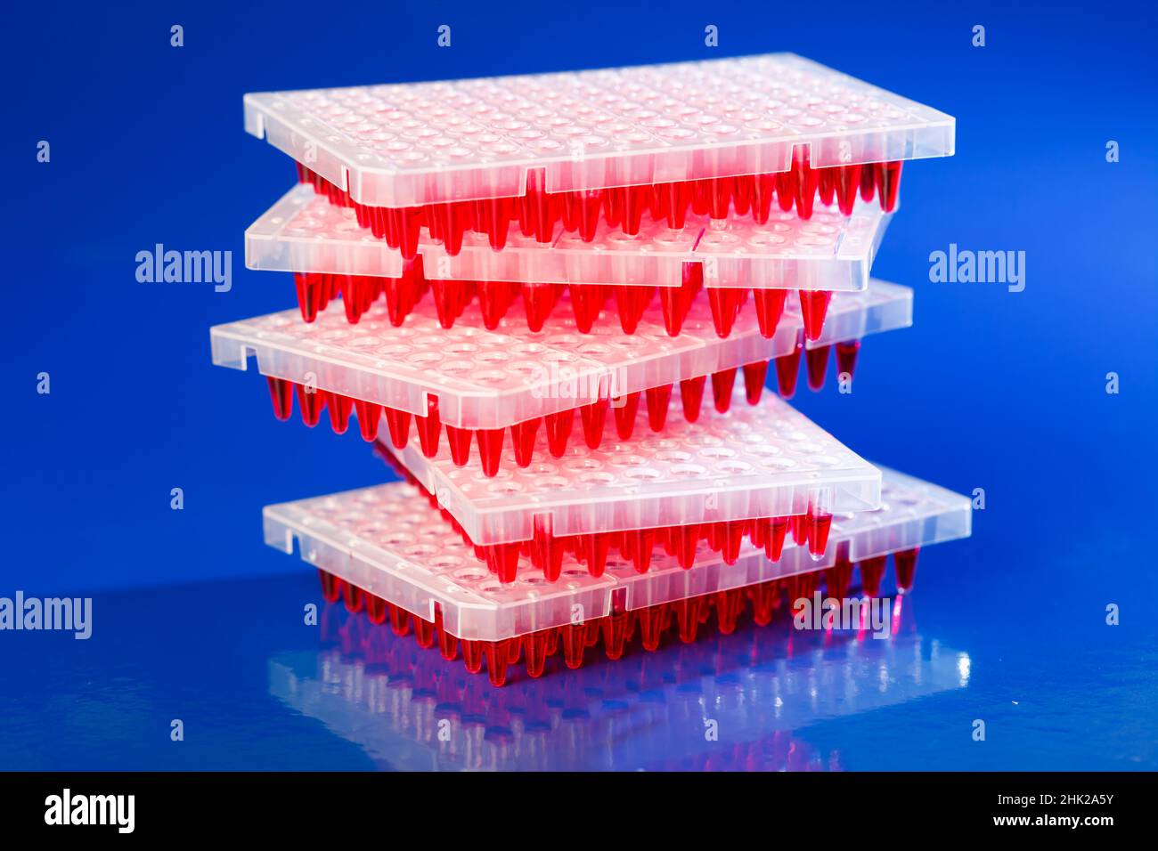 Piastre a 96 pozzetti nel laboratorio di modificazione genetica con tecnologia CRISPR Foto Stock