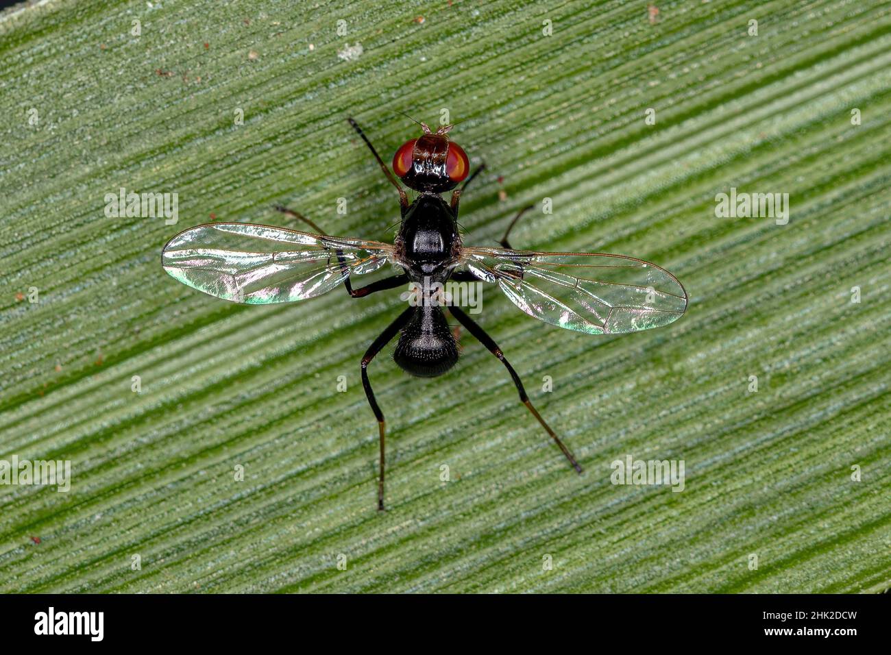 Scavenger Nero Adulto Fly della famiglia Seppidae Foto Stock