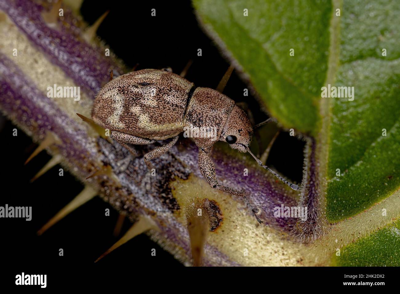 Adulto a naso largo Weevil del Tribe Naupactini Foto Stock