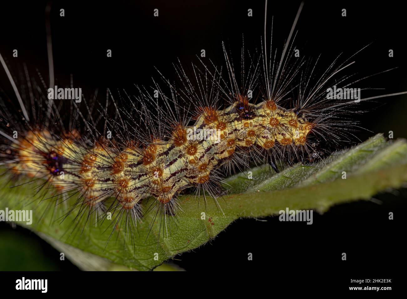 Tiger Moth Caterpillar della Tribe Arctiini Foto Stock