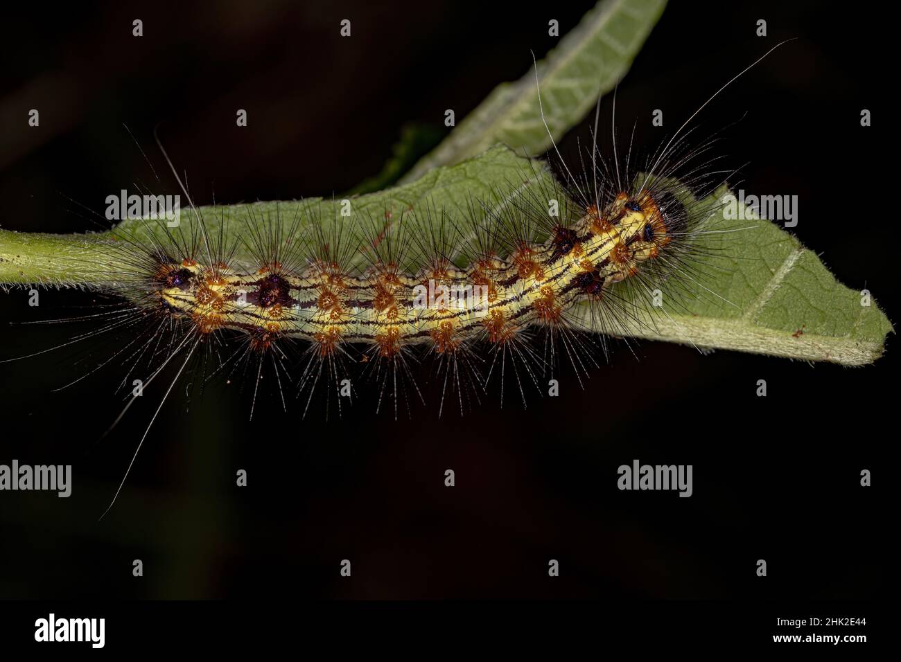 Tiger Moth Caterpillar della Tribe Arctiini Foto Stock