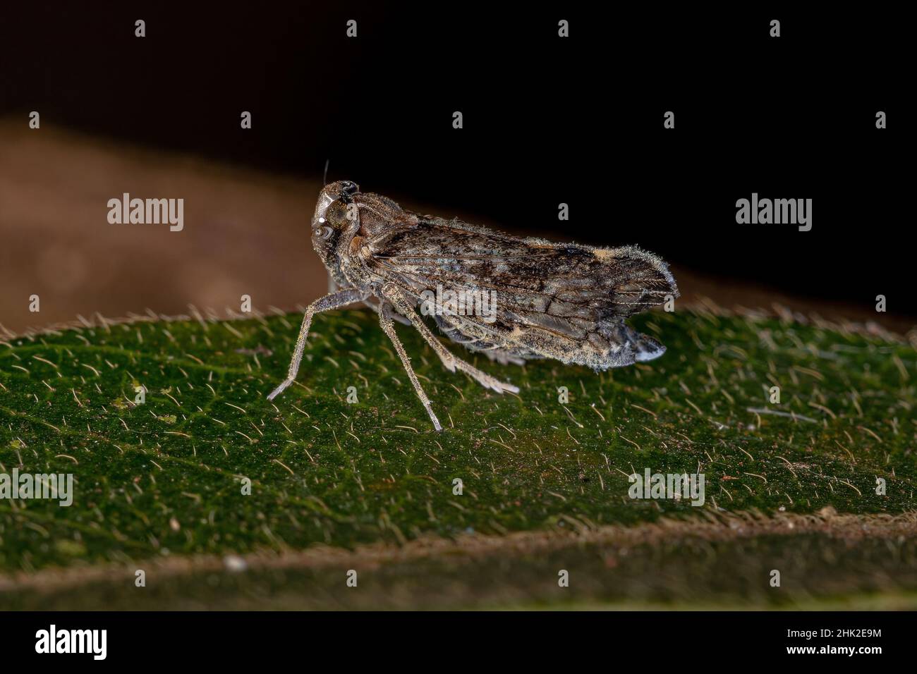 Adulto piccolo Planthopper insetto del genere Pintalia Foto Stock