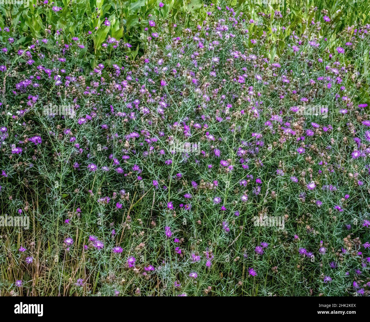 Impezzata di porpora che cresce lungo la strada a St. Croix Falls, WISCONSIN. Foto Stock