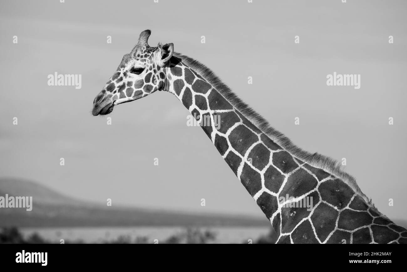 Africa, Kenya, Ol Pejeta Conservancy. Giraffa reticolata specie minacciate. Foto Stock