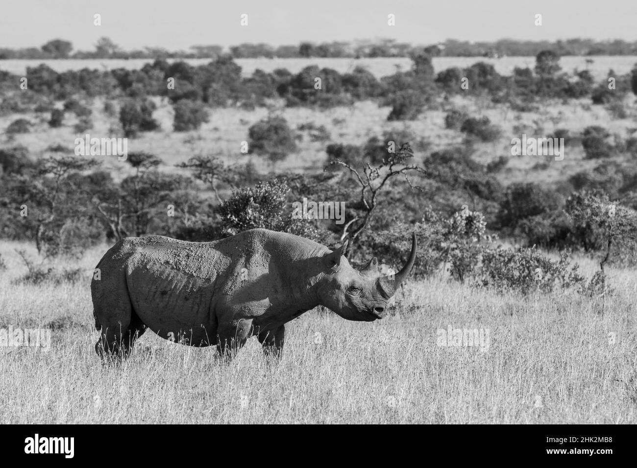 Africa, Kenya, Ol Pejeta Conservancy. Rinoceronte nero, aka specie a gancio, criticamente minacciate. Foto Stock