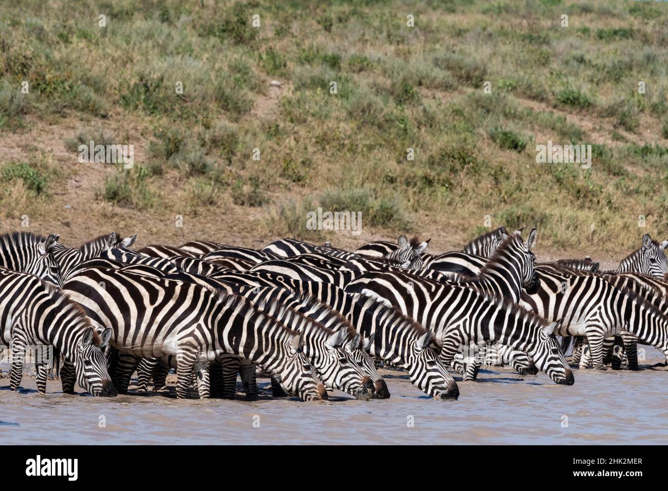 Un gregge di zebre pianeggianti, Equus quagga, bevendo al lago della Valle nascosta, Ndutu, Area di conservazione di Ngorongoro, Serengeti, Tanzania. Foto Stock