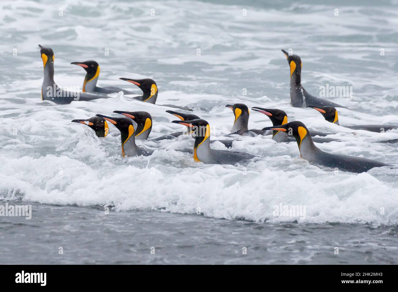 Oceano meridionale, Georgia meridionale. Un gruppo di pinguini re bagna nel surf. Foto Stock