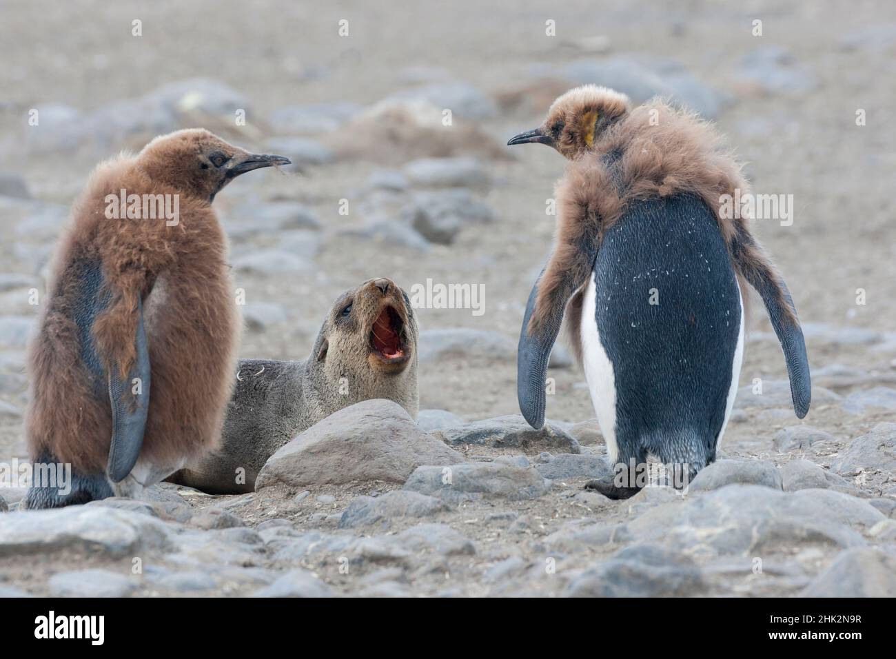 Oceano meridionale, Georgia meridionale, pinguino re, foca antartica. Due pinguini re stuzzichini un giovane sigillo di pelliccia. Foto Stock