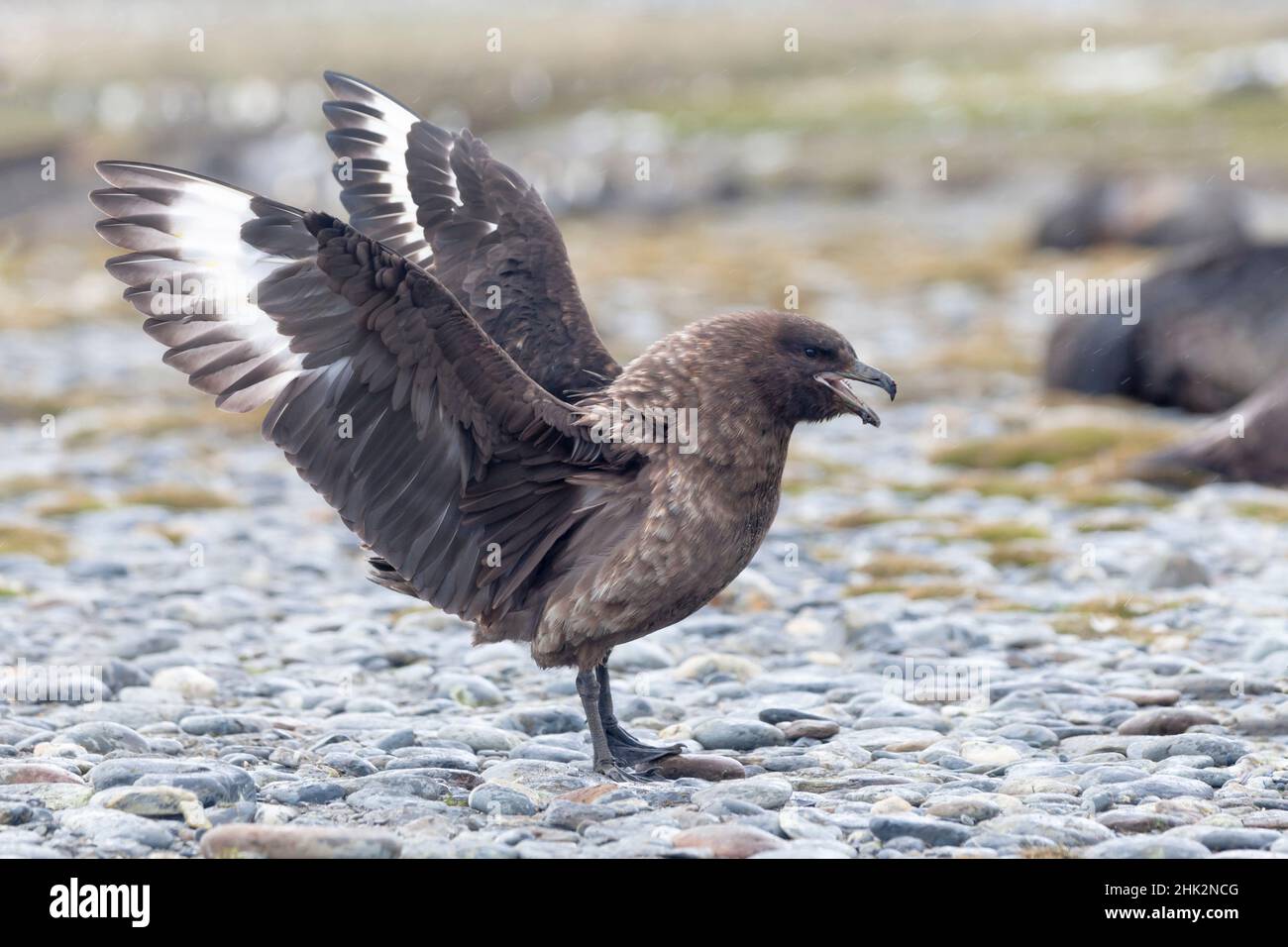 Oceano Meridionale, Georgia Meridionale, skua marrone, Catharacta antartide. una skua marrone si presenta sollevando le ali e rendendosi grande. Foto Stock