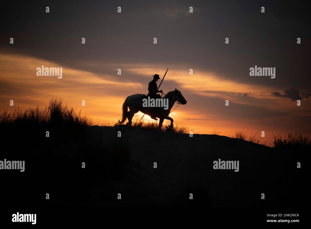 Europa, Francia, Provenza. Camargue cavallo con cavaliere all'alba. Foto Stock