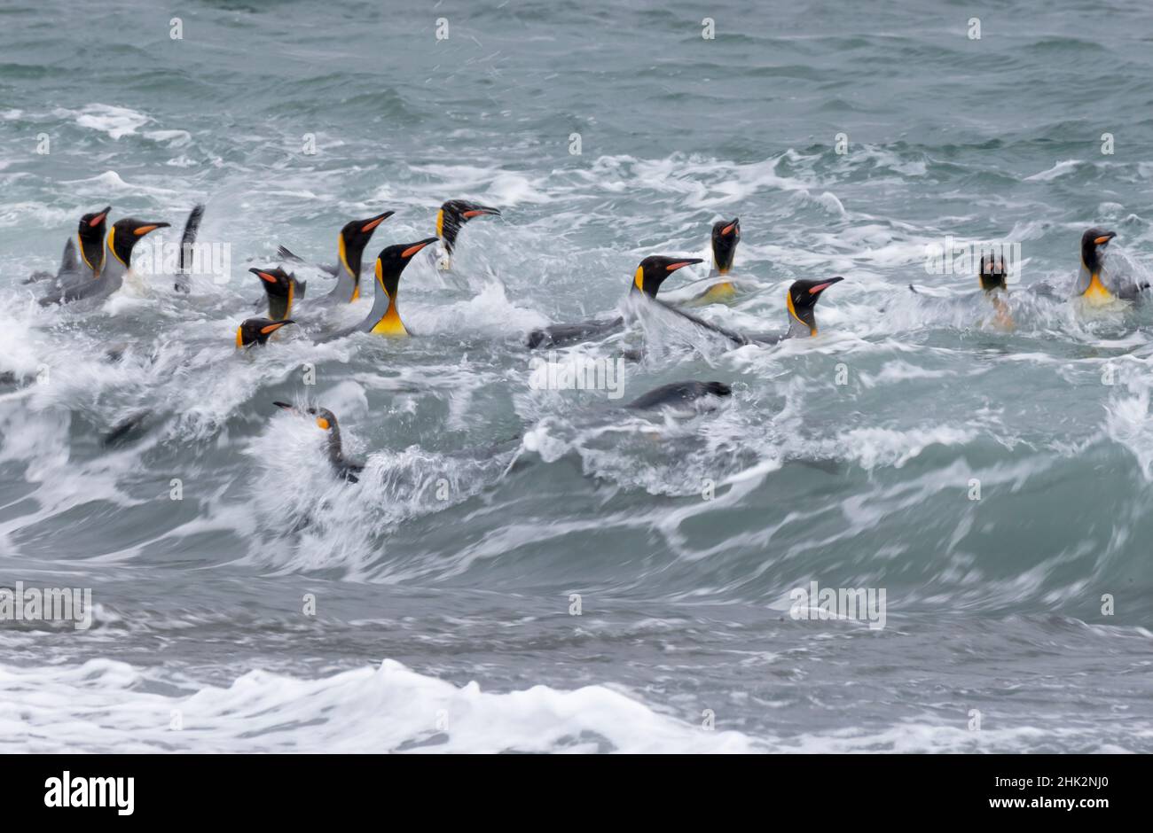 Oceano meridionale, Georgia meridionale. Un gruppo di pinguini re bagna nel surf. Foto Stock