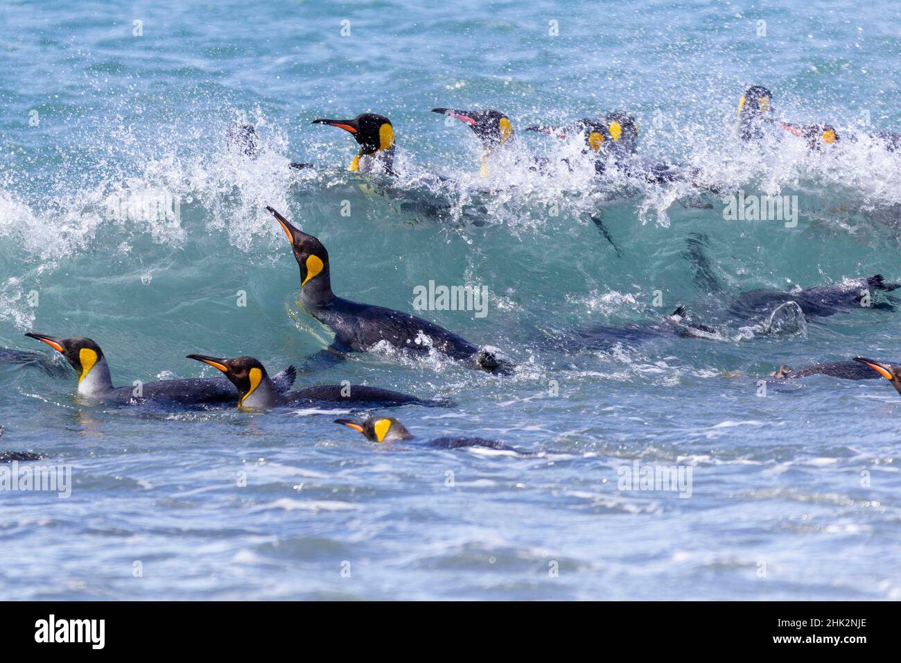 Oceano meridionale, Georgia meridionale. Un gruppo di pinguini bagnano nel surf. Foto Stock