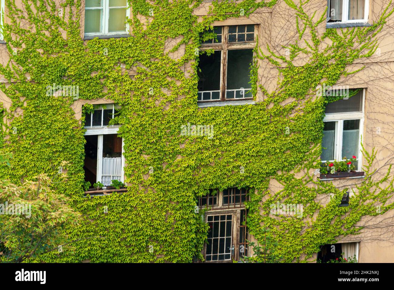 Edera parete coperta di edificio. Foto Stock