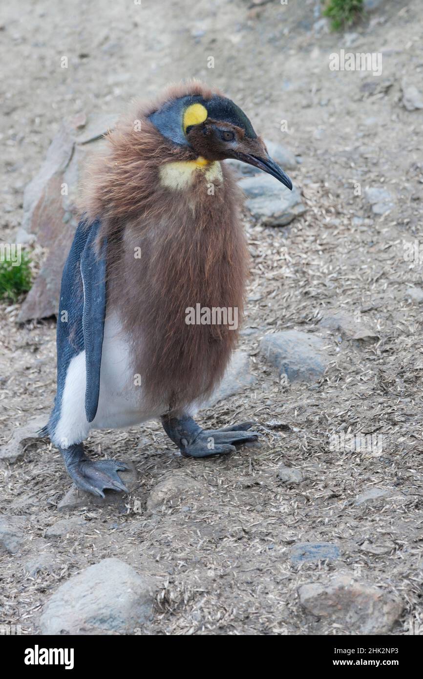 Oceano meridionale, Georgia meridionale. Ritratto di un pinguino re che è parzialmente cresciuto nelle sue piume adulte. Foto Stock