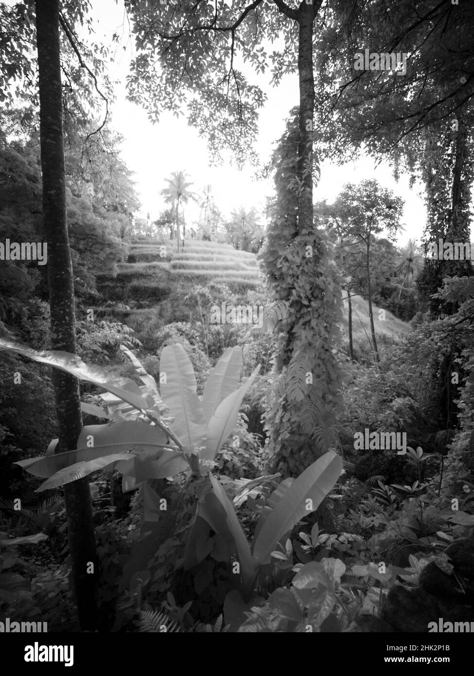 Indonesia, Bali, Ubud. Campi di riso e palme Foto Stock