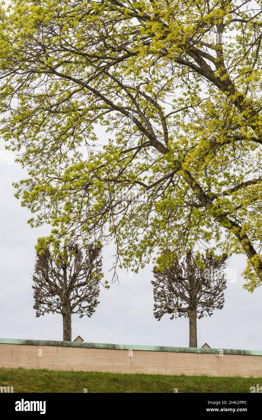 Svezia, Stoccolma, alberi, inizio primavera Foto Stock