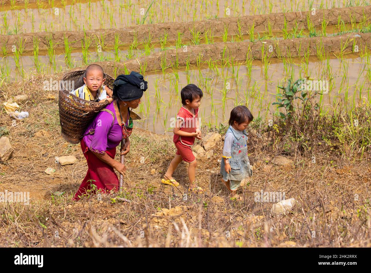 Vietnam. Famiglia contadina a piedi le risaie. Foto Stock